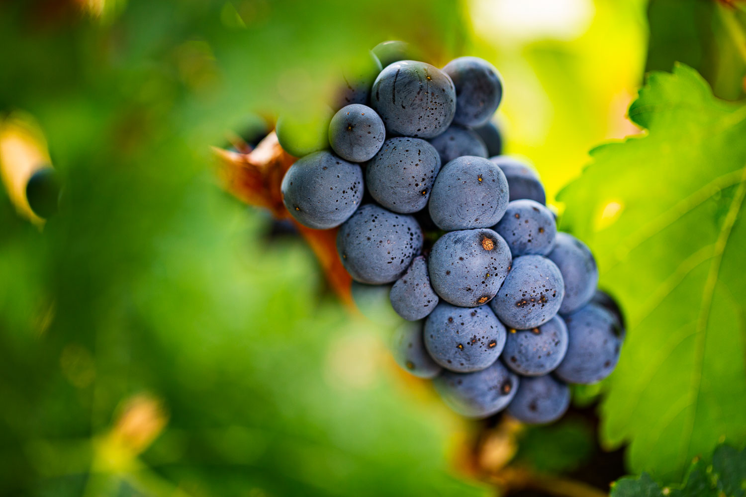 Foto uvas tempranillo